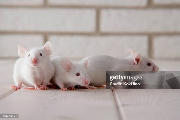 mice huddled together - small group of animals stock pictures, royalty-free photos & images