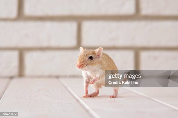 gerbil standing - gerbil stock pictures, royalty-free photos & images