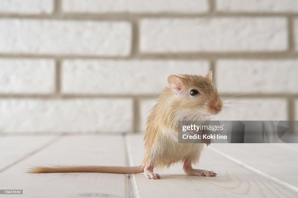 Gerbil standing