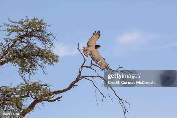 black chested snake eagle on take-off - black chested snake eagle stock pictures, royalty-free photos & images