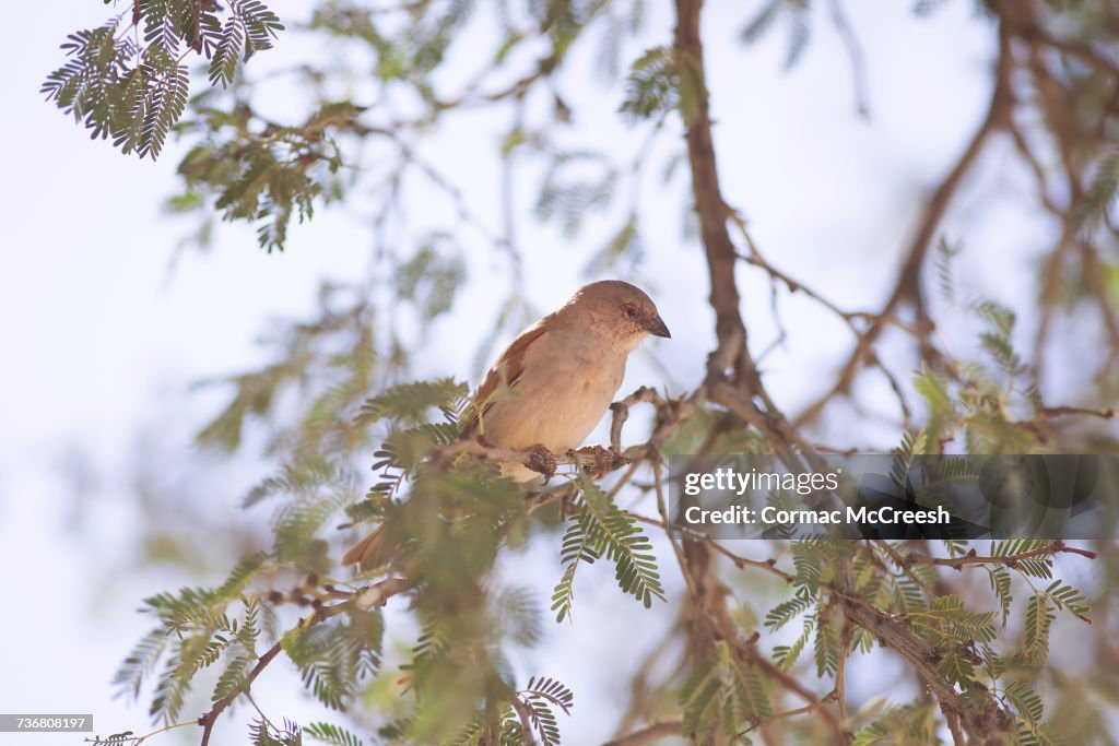 Southern grey-headed sparrow