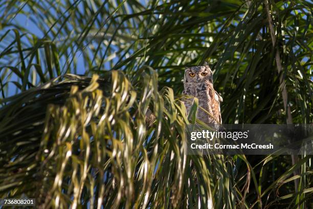 spotted eagle owl - spotted eagle owl stock pictures, royalty-free photos & images