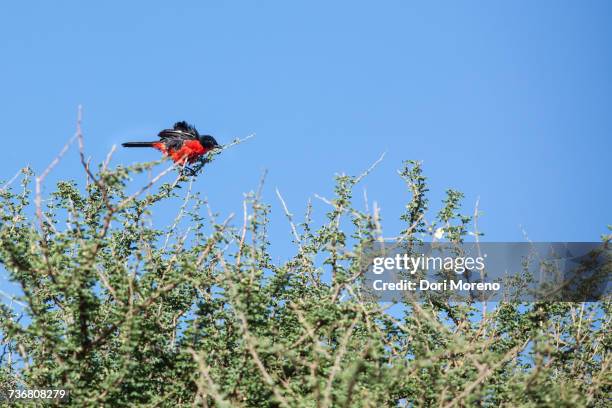 the crimson-breasted shrike or the crimson-breasted gonolek, is a southern african bird. it has black upper parts with a white flash on the wing, and bright scarlet underparts. - laniarius atrococcineus stock pictures, royalty-free photos & images