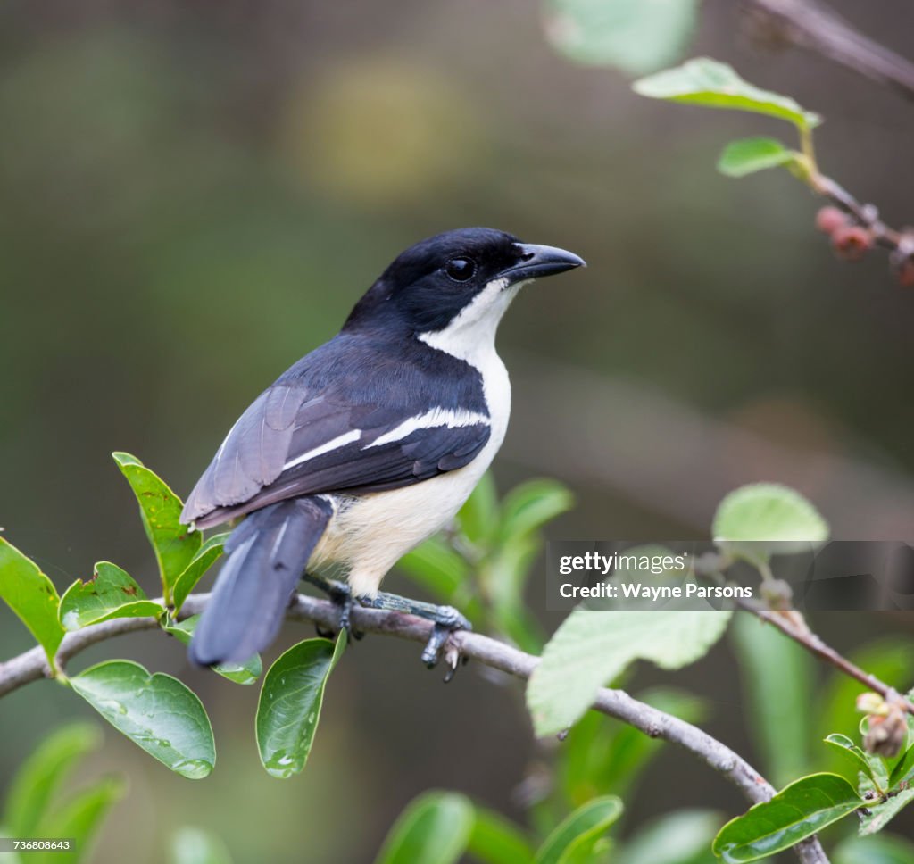 Tropical Boubou, Laniarius aethiopicus, Kruger National Park, South Africa.