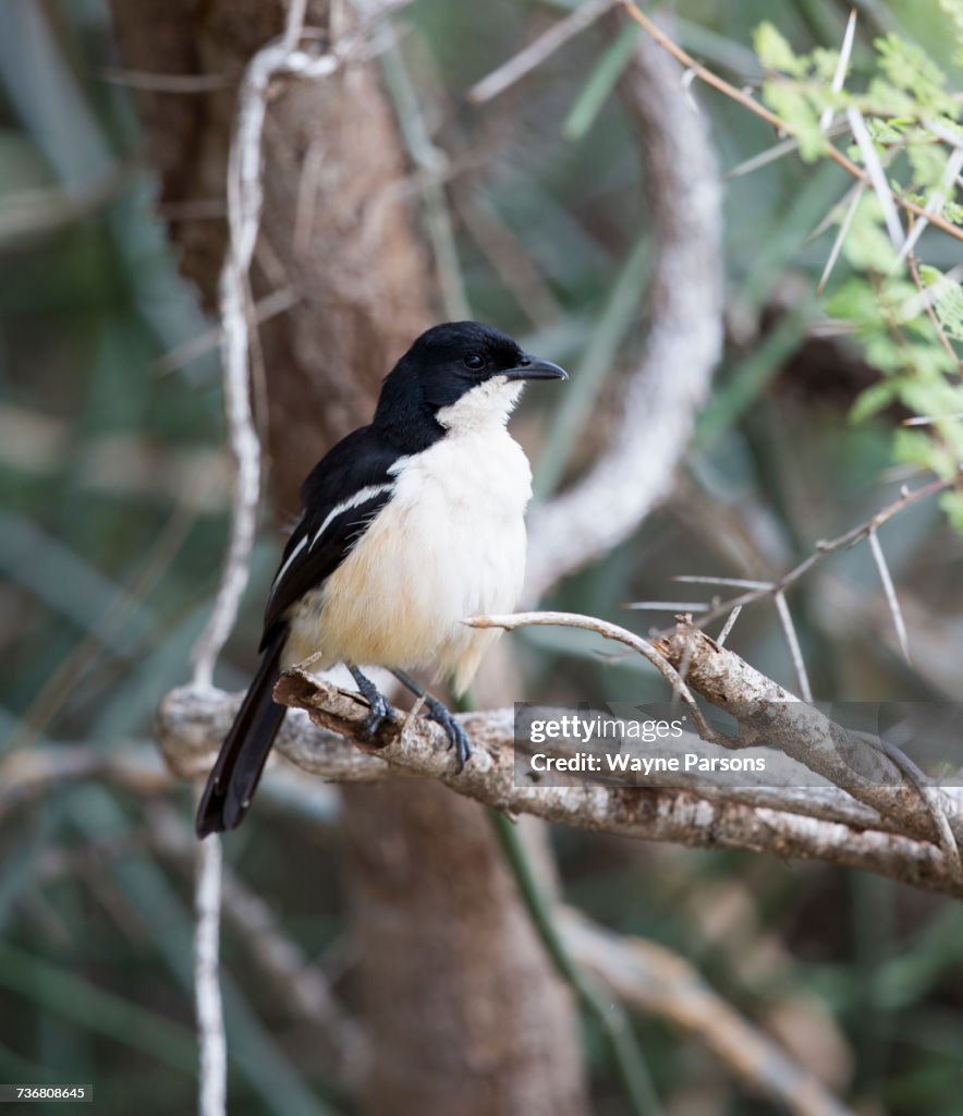Tropical Boubou, Laniarius aethiopicus, Kruger National Park, South Africa.