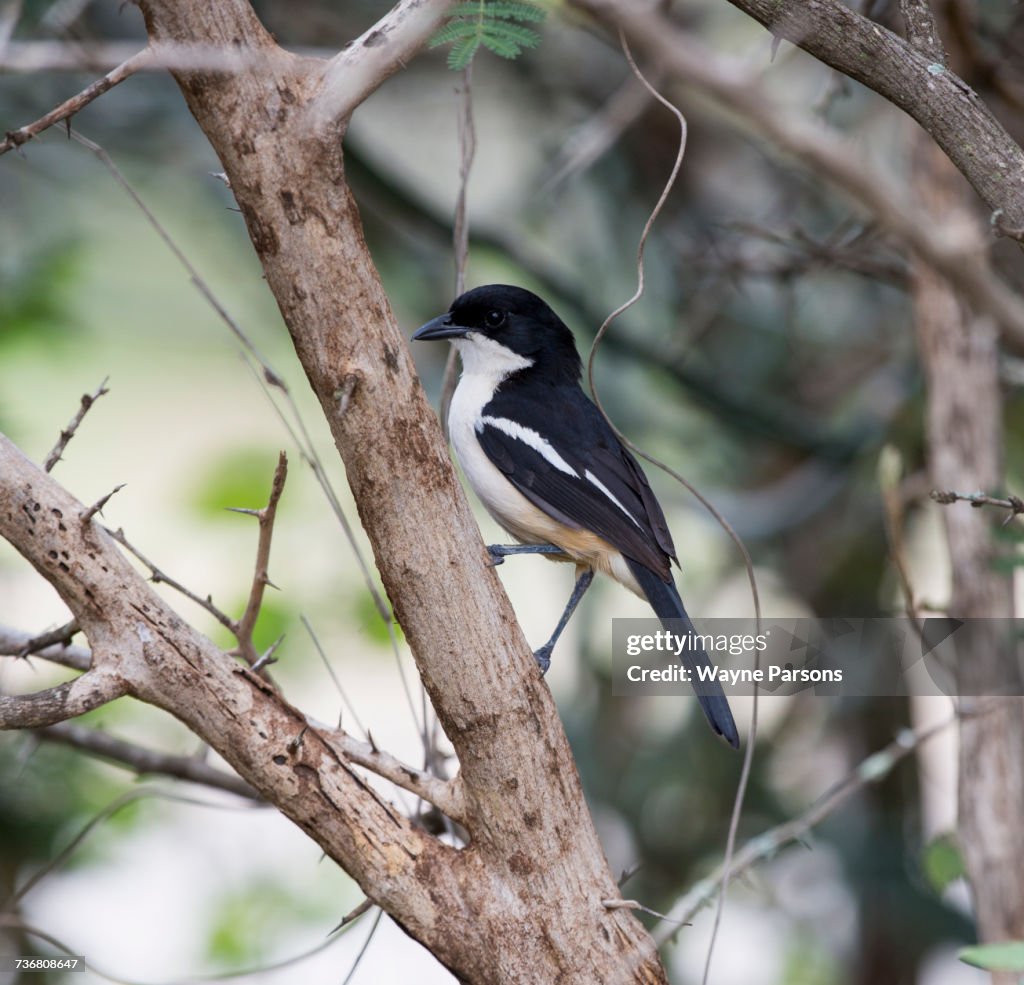 Tropical Boubou, Laniarius aethiopicus, Kruger National Park, South Africa.
