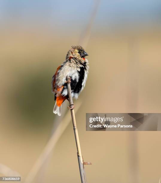 southern red bishop in molt, southern red bishop, bishop, euplectes orix, rietvlei nature reserve, south africa. - euplectes orix stock pictures, royalty-free photos & images