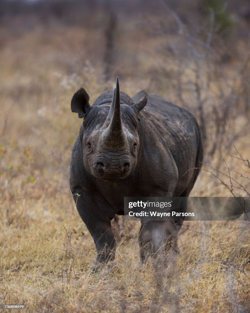 Black rhinoceros stare down, hook-lipped rhinocero, Diceros bicornis, Madikwe Game Reserve, South Africa.
