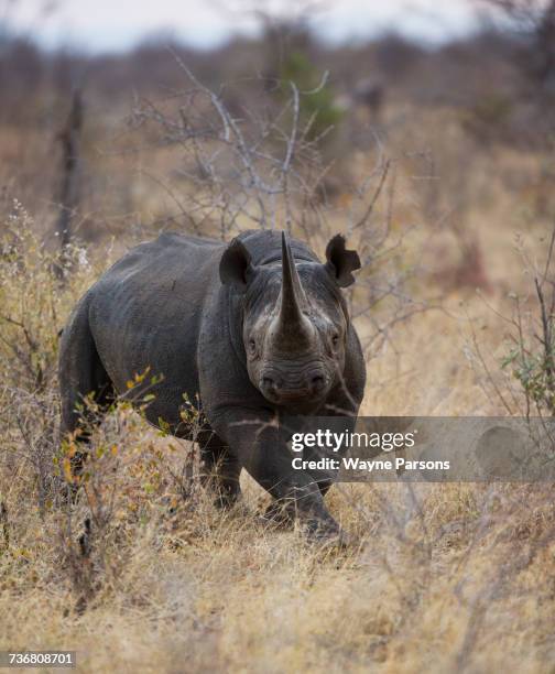 black rhinoceros charging, hook-lipped rhinocero, diceros bicornis, madikwe game reserve, south africa. - wildschutzgebiet madikwe stock-fotos und bilder