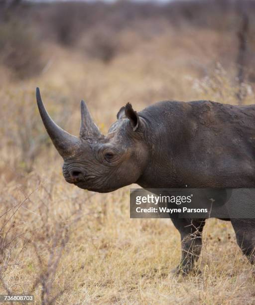 black rhinoceros, hook-lipped rhinocero, diceros bicornis, madikwe game reserve, south africa. - madikwe game reserve stock pictures, royalty-free photos & images
