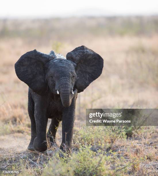 baby elephant charging, elephant, african elephant, (loxodonta africana), madikwe game reserve, south africa. - charged surface stock pictures, royalty-free photos & images