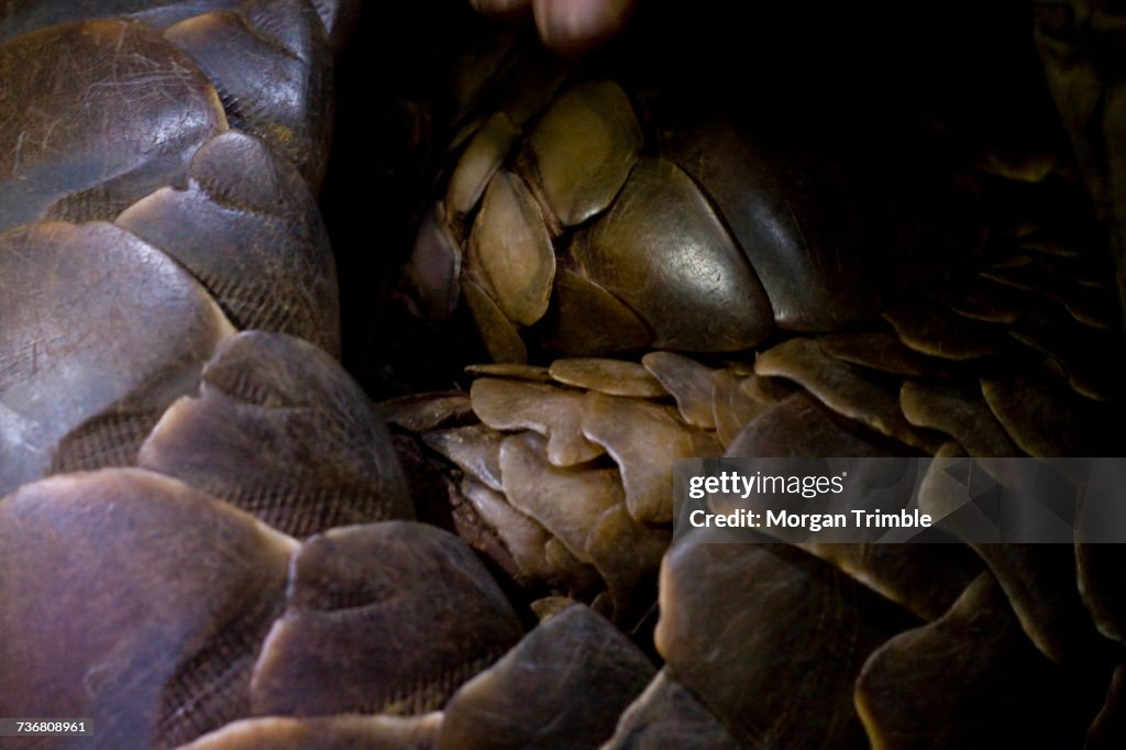 Temmincks ground pangolin, Smutsia temminckii, at night, Kalahari Desert, Northern Cape, South Africa