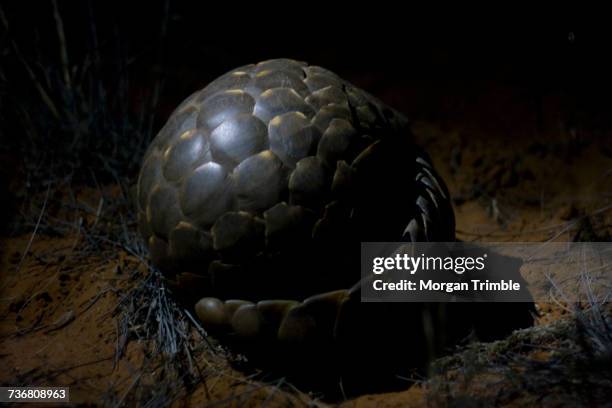 temmincks ground pangolin, smutsia temminckii, at night, kalahari desert, northern cape, south africa - schuppentier stock-fotos und bilder