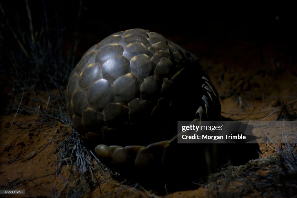 Temmincks ground pangolin, Smutsia temminckii, at night, Kalahari Desert, Northern Cape, South Africa
