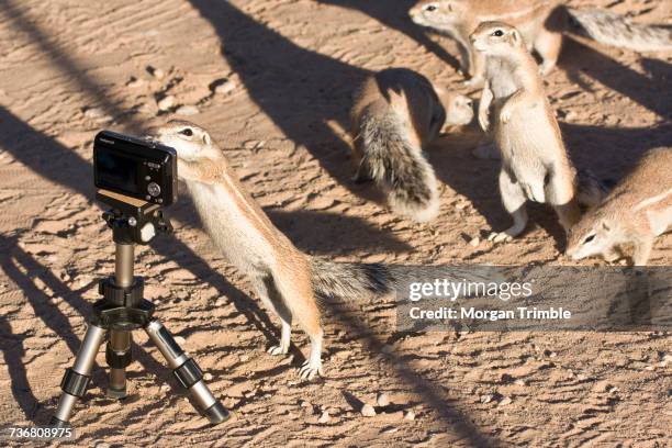 cape ground squirrel, xerus inauris, kgalagadi transfrontier park, northern cape, south africa, kgalagadi district, botswana - kalahari gemsbok national park stock pictures, royalty-free photos & images