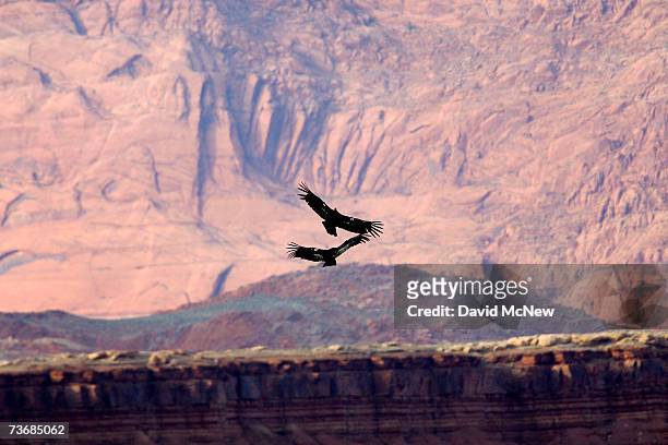 Rare and endangered California condors fly near the Vermillion Cliffs and Marble Gorge, east of Grand Canyon National Park, on March 22, 2007 west of...