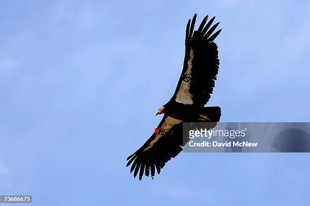 Rare and endangered California condor flies through Marble Gorge, east of Grand Canyon National Park March 22, 2007 west of Page, Arizona. Condor...