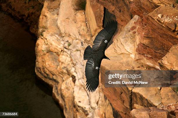Rare and endangered California condor flies over the Colorado River in Marble Gorge, east of Grand Canyon National Park March 22, 2007 west of Page,...