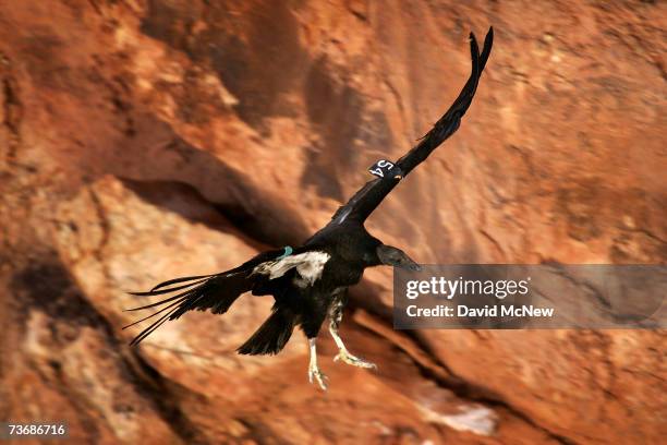 Rare and endangered California condor lands on a ledge in Marble Gorge, east of Grand Canyon National Park March 22, 2007 west of Page, Arizona....