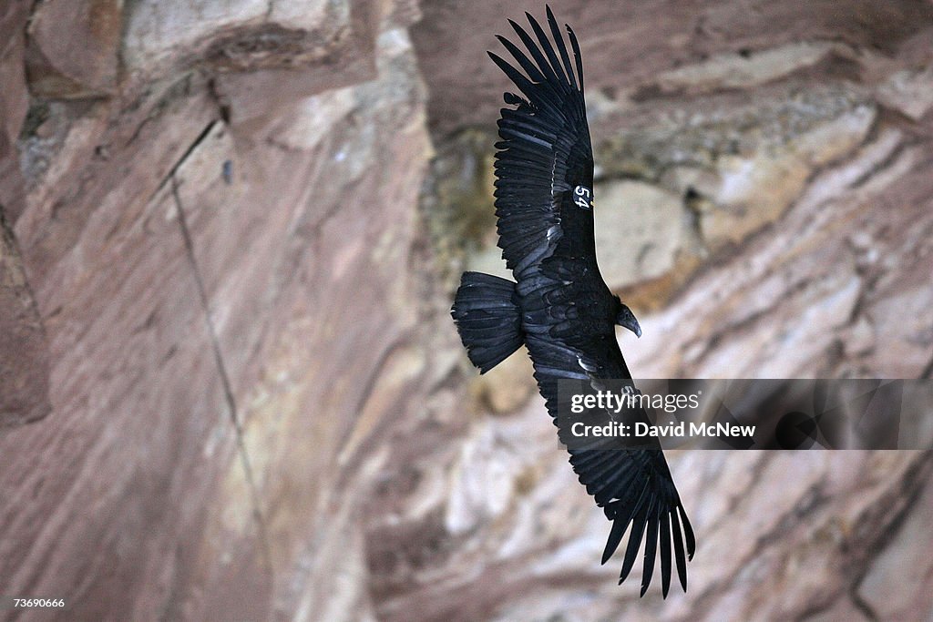 Endangered Condors Threatened With Lead Poisoning