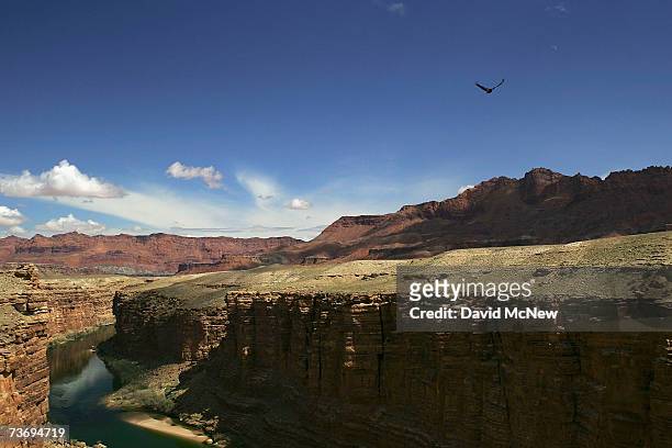 Rare and endangered California condor flies over the Colorado River in Marble Gorge, east of Grand Canyon National Park, on March 24, 2007 west of...