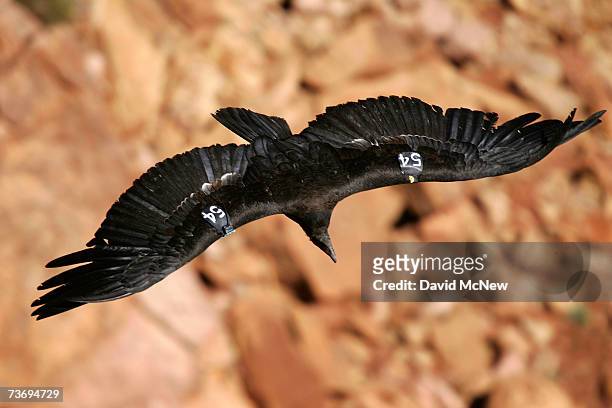 Rare and endangered California condor flies over Marble Gorge, east of Grand Canyon National Park, on March 24, 2007 west of Page, Arizona. Condor...