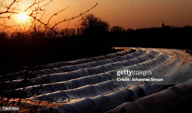 Asparagus fields are covered with thermoplastic foils at sunset on March 25, 2007 near Schrobenhausen, Germany. Due to mild weather farmers are...