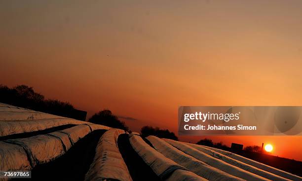 Asparagus fields are covered with thermoplastic foils at sunset on March 25, 2007 near Schrobenhausen, Germany. Due to mild weather farmers are...