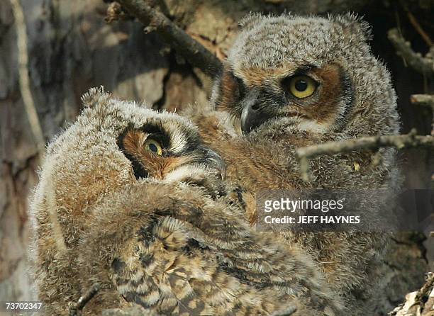 Geneva, UNITED STATES: Two young Great Horned Owls sit in their nest at Kane County Courthouse 26 March, 2007 in Geneva, Illinois. The owls can range...
