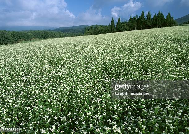 buckwheat field - togakushi stock pictures, royalty-free photos & images