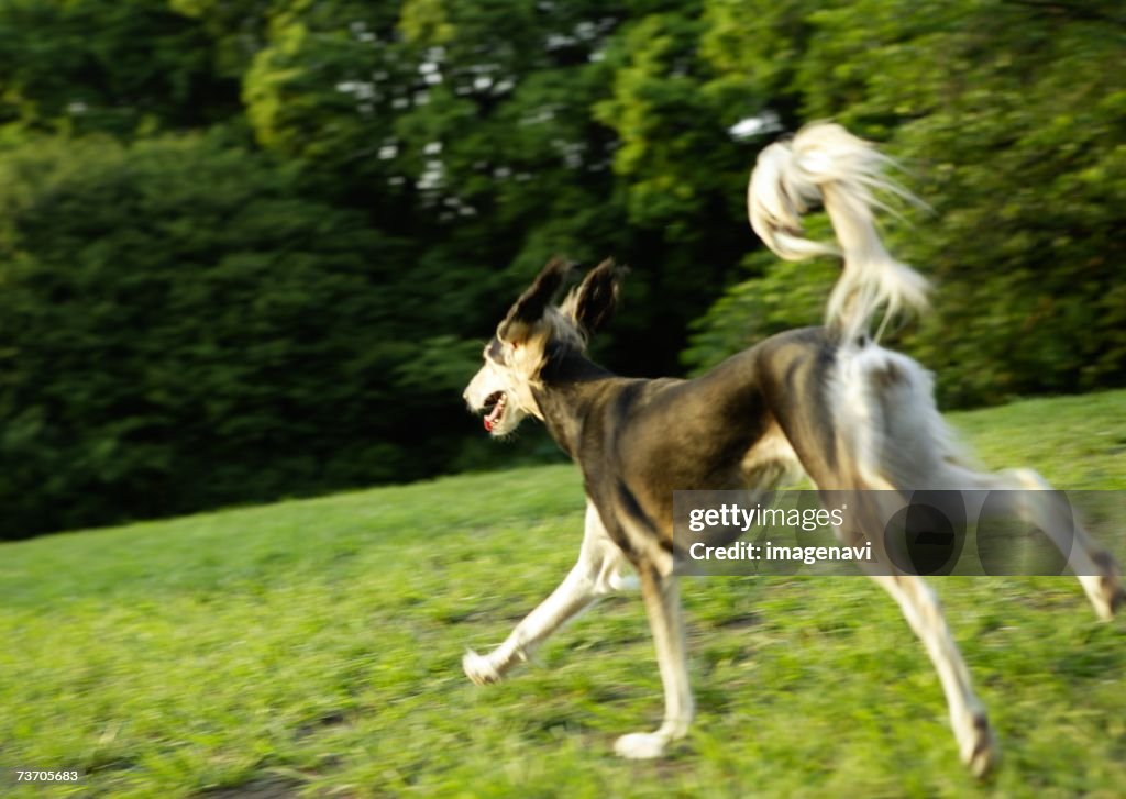 Saluki