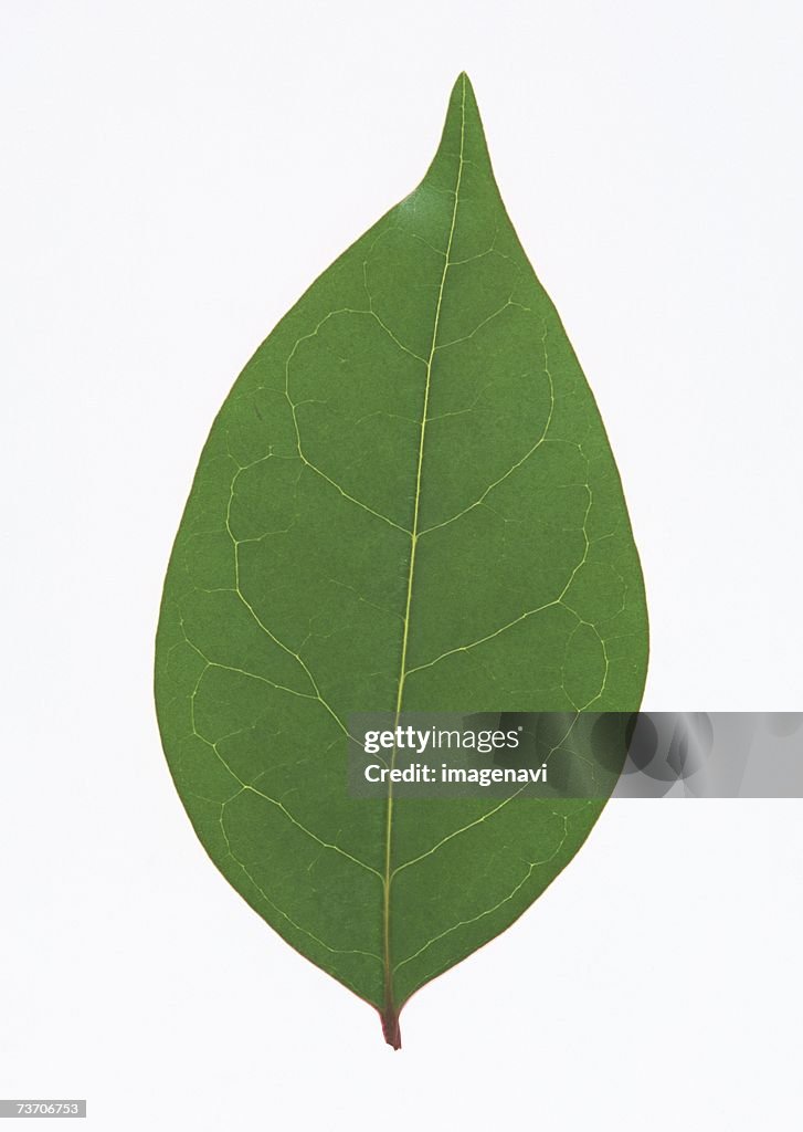 A leaf of Chinese privet
