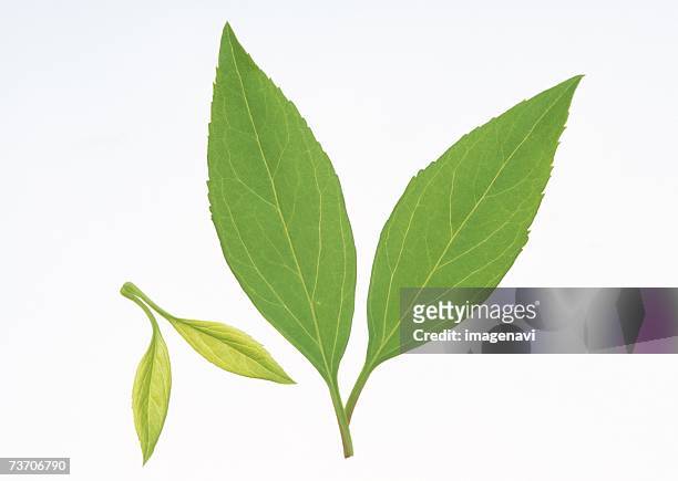 leaves of forsythia ovata - ovata stock pictures, royalty-free photos & images