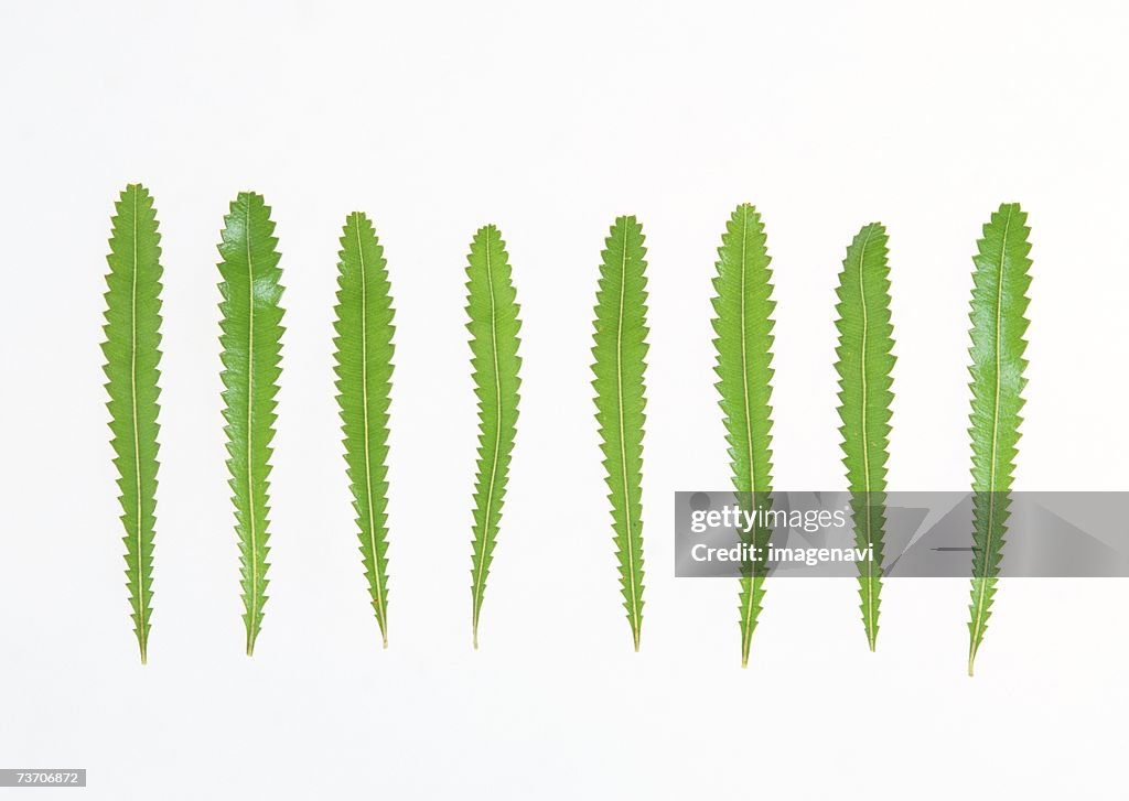 Leaves of Banksia Giant Candles
