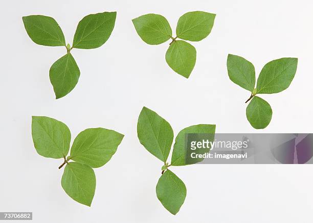 trifoliate leaves of azalea - trifoliate stock pictures, royalty-free photos & images