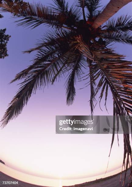 Horizon Line With Tree Example 387 Tree Horizon Line Stock Photos, High-Res Pictures, and Images ...