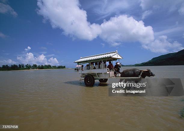 buffalo carriage - water buffalo stock pictures, royalty-free photos & images