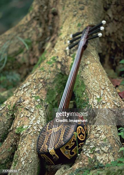 6 Stringed Instruments 24 Six Stringed Instrument Stock Photos, High-Res Pictures, and Images ...