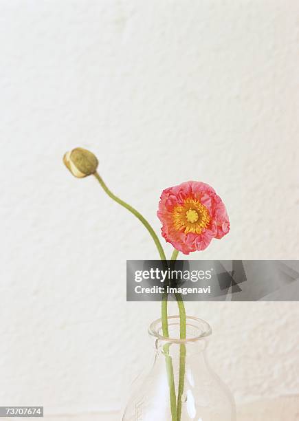 poppy in a glass vase - poppies in vase stock pictures, royalty-free photos & images