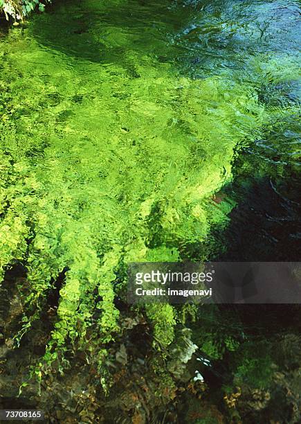 surface of river - minamiaso kumamoto fotografías e imágenes de stock