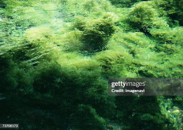 surface of river - minamiaso kumamoto stock pictures, royalty-free photos & images