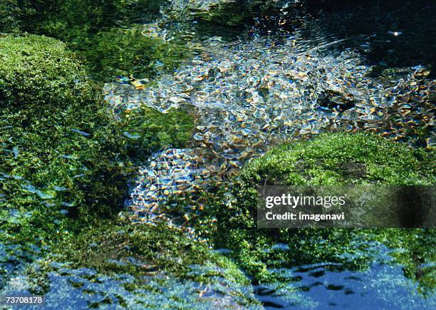 surface of the water - minamiaso kumamoto stockfoto's en -beelden