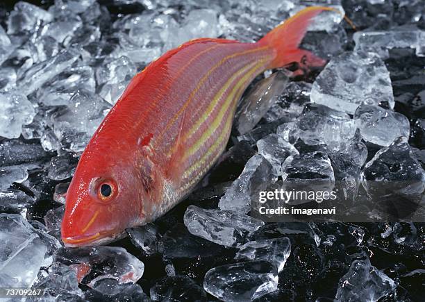 Threadfin Fish Photos And Premium High Res Pictures Getty Images threadfin-fish-photos-and-premium-high-res-pictures-getty-images