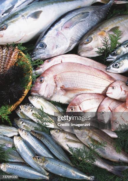 fishery products - greater amberjack stock pictures, royalty-free photos & images