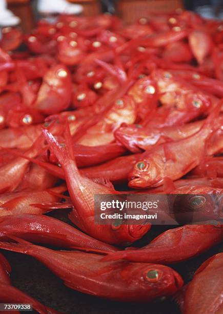 alfonsin - peixe vermelho - fotografias e filmes do acervo