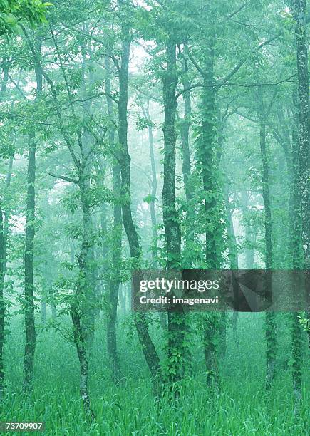 Japanese Alder Photos and Premium High Res Pictures - Getty Images