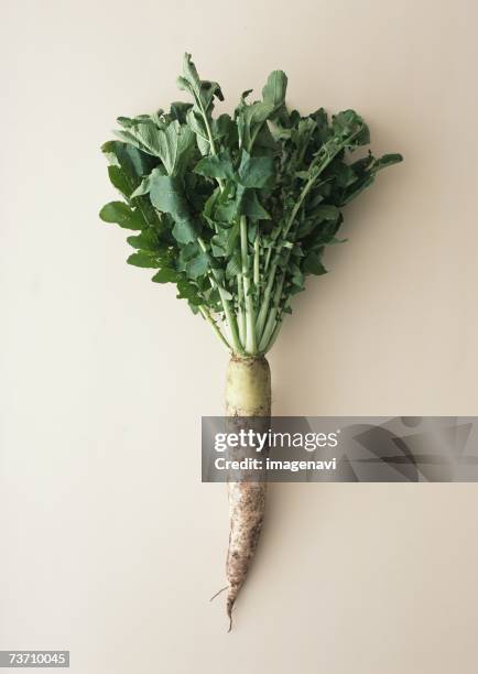 japanese radish - rábano grande japonés fotografías e imágenes de stock