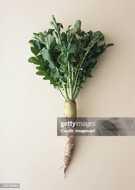 japanese radish - daikon stockfoto's en -beelden