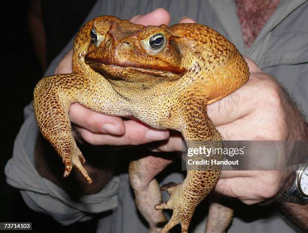 This handout photo from Frogwatch shows a giant Cane Toad being held by FrogWatch coordinator, Graeme Sawyer after it's capture March 26 in Darwin,...