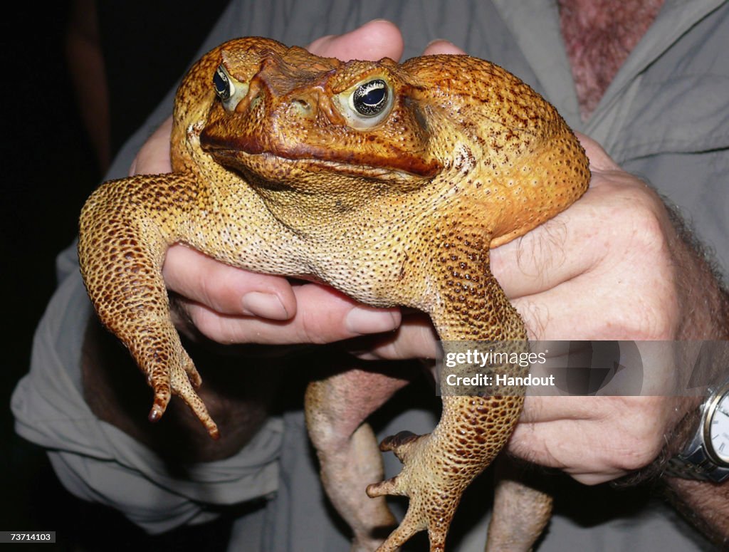 Huge Toad Captured In Northern Territory